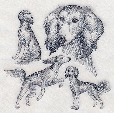 Saluki Sketch