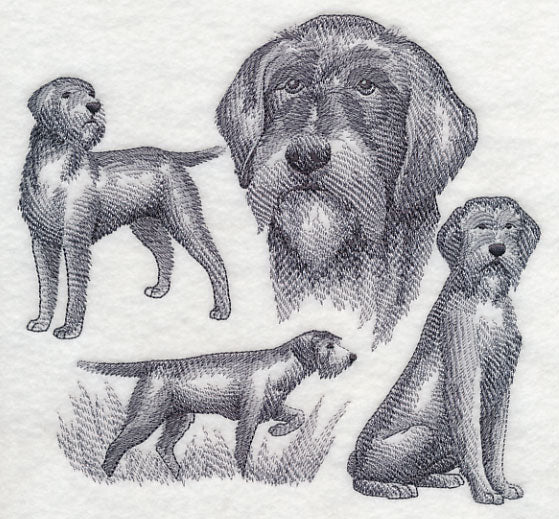 Wirehaired Pointing Griffon Sketch (Full Tail)