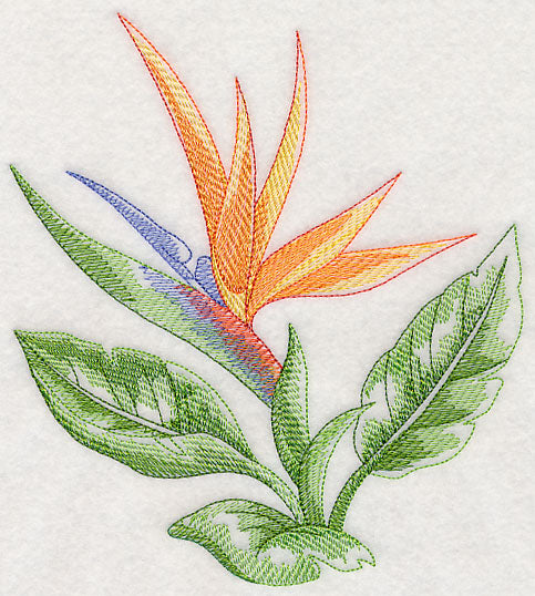 Bird of Paradise Beauty