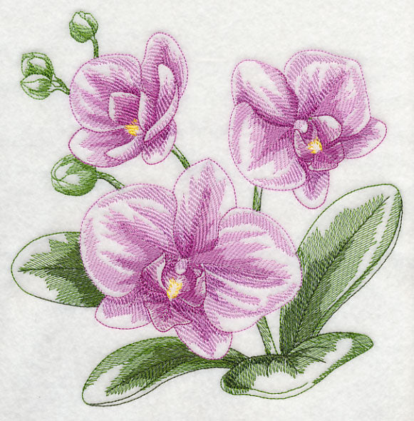Phalaenopsis Sketch