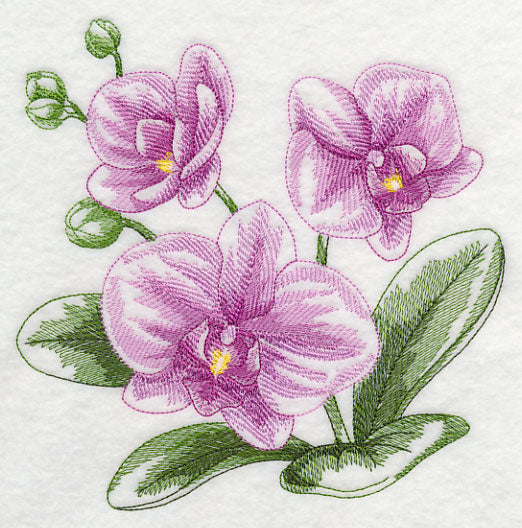 Phalaenopsis Sketch