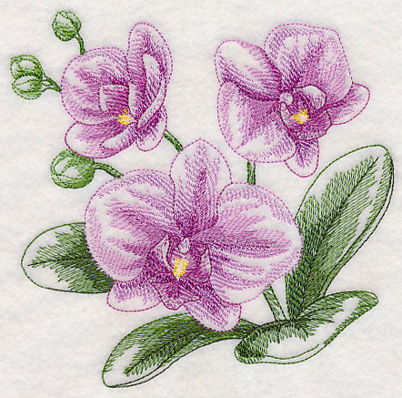 Phalaenopsis Sketch