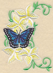 Frangipani and Butterfly Spray