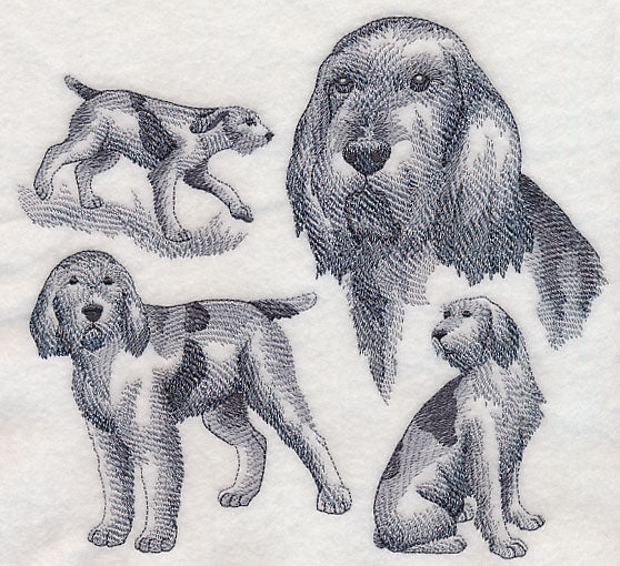Spinone Italiano Sketch (Docked Tail)