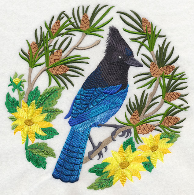 Steller's Jay Scene