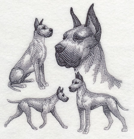 Great Dane Sketch (Cropped Ears)