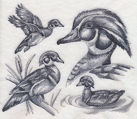 Wood Duck Sketch