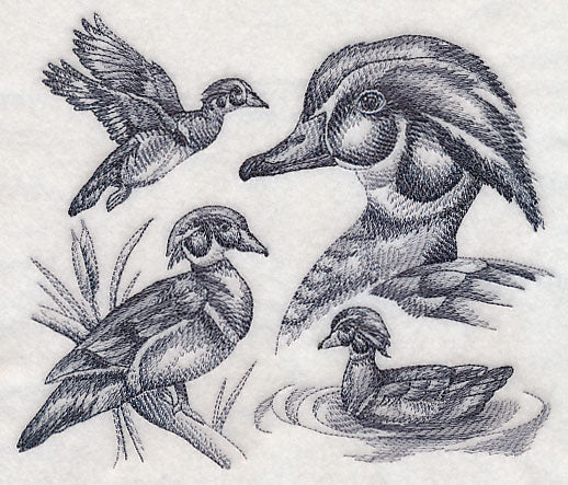 Wood Duck Sketch