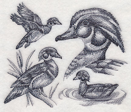 Wood Duck Sketch