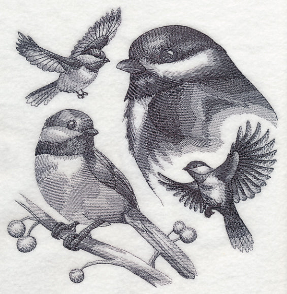 Chickadee Sketch