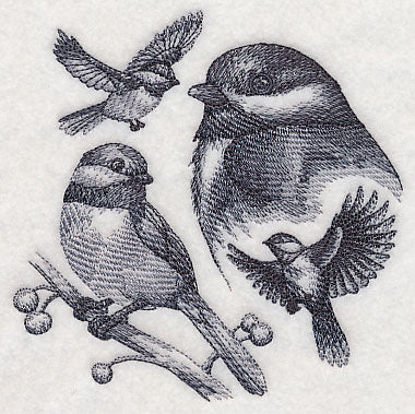 Chickadee Sketch