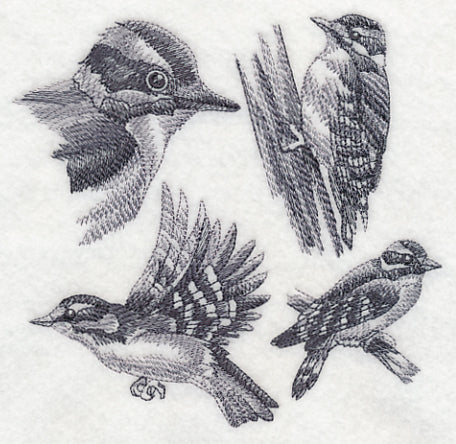 Downy Woodpecker Sketch