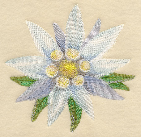 Edelweiss Bloom in Watercolor
