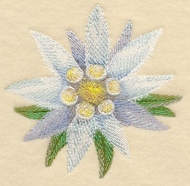 Edelweiss Bloom in Watercolor
