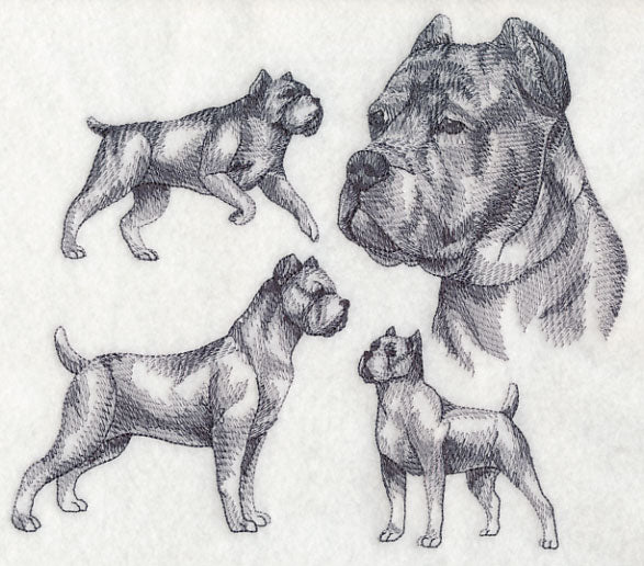 Cane Corso Sketch (Docked Tail and Cropped Ears)