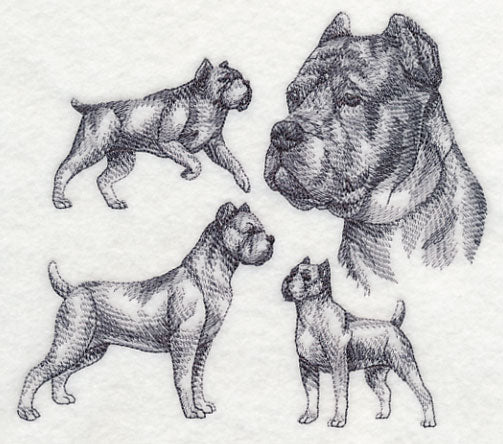 Cane Corso Sketch (Docked Tail and Cropped Ears)