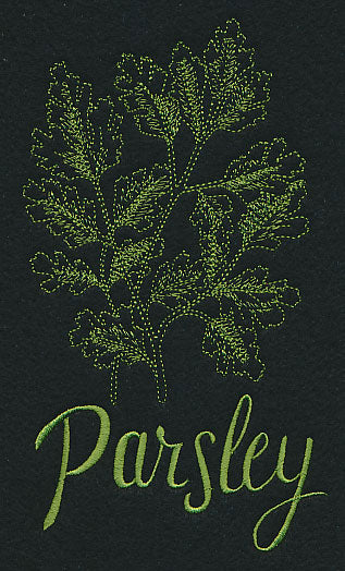 Herb Sketch - Parsley