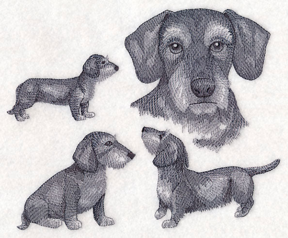 Wire-Haired Wiener Dog Sketch