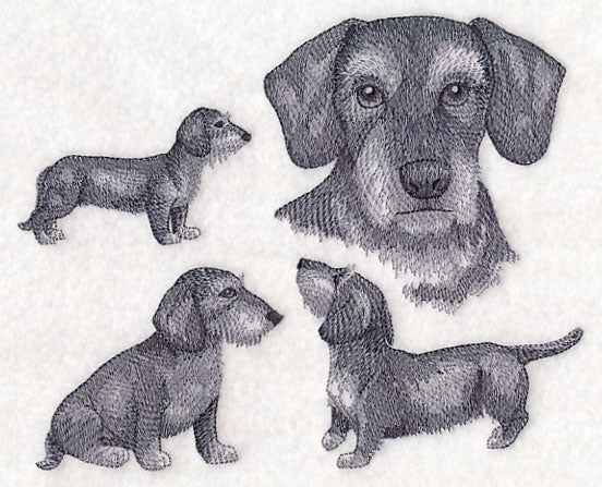 Wire-Haired Wiener Dog Sketch