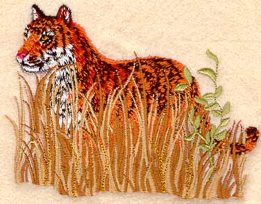 Tiger in Tall Grass