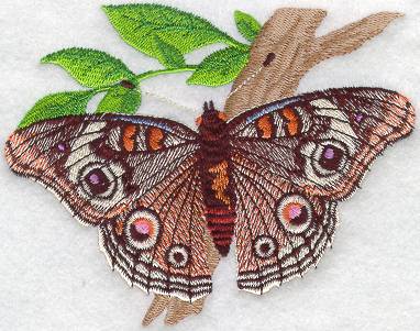 Buckeye Butterfly