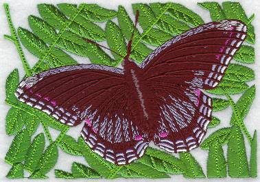 Red Spotted Purple Butterfly