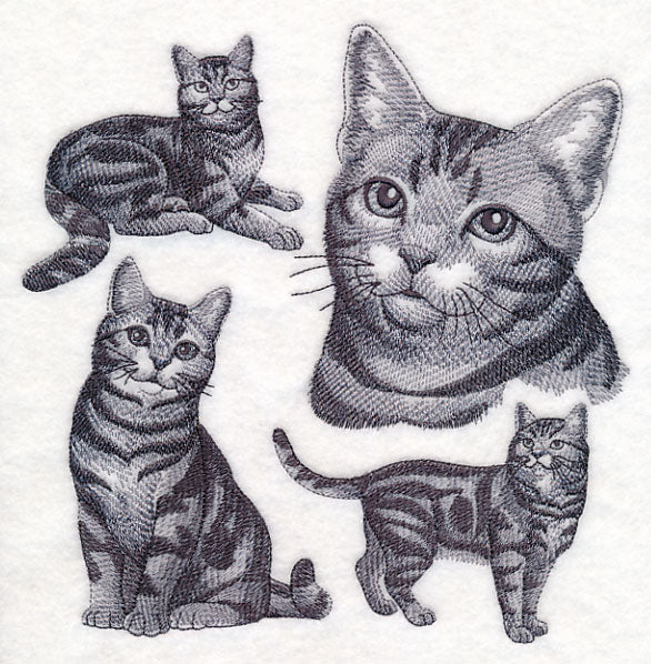 American Shorthair Cat Sketch