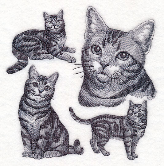 American Shorthair Cat Sketch