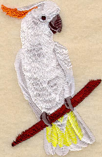 Citron Crested Cockatoo