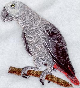 Congo African Grey Parrot