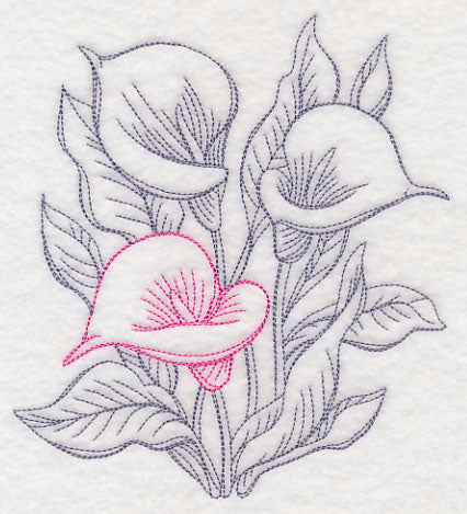 Garden Calla Lily Etching