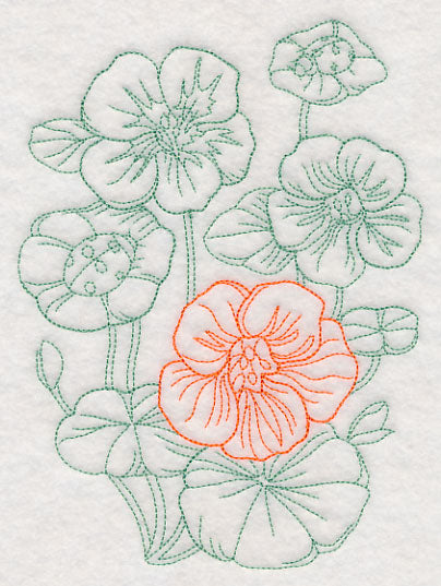 Garden Nasturtium Etching