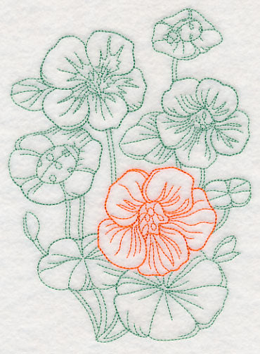 Garden Nasturtium Etching