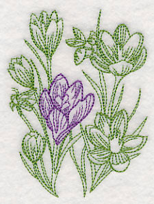 Garden Crocus Etching