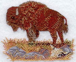 American Bison