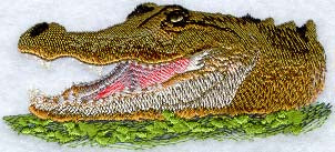 American Alligator Head