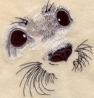 Harp Seal Pup Eyes