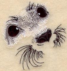 Harp Seal Pup Eyes