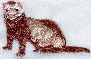Ferret