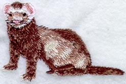Ferret