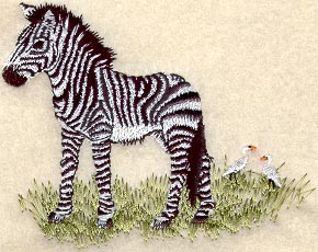 Baby Zebra
