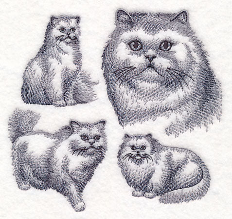 Persian Cat Sketch