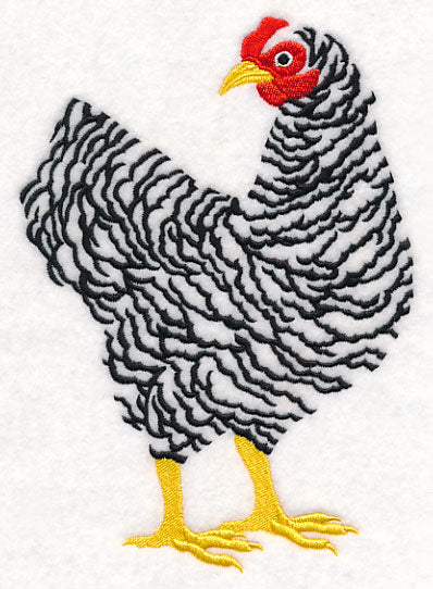 Barred Plymouth Rock Hen