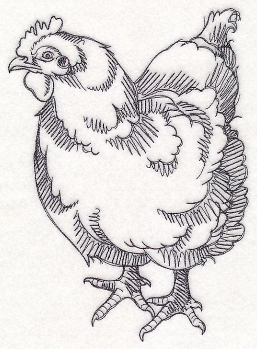 Farm Animal Sketch - Chicken