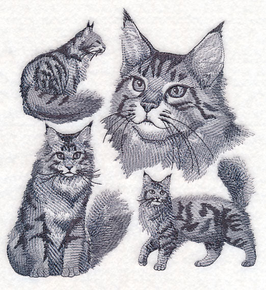 Maine Coon Cat Sketch