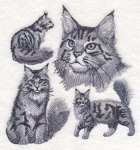 Maine Coon Cat Sketch
