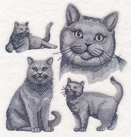 British Shorthair Cat Sketch