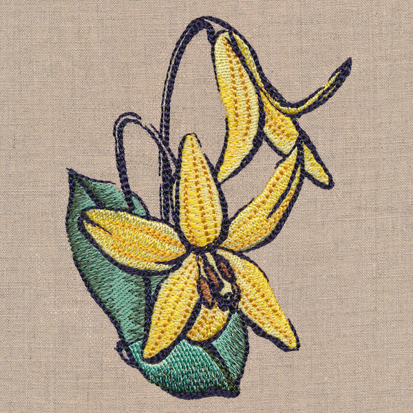 Flowers of the Forest - Trout Lily