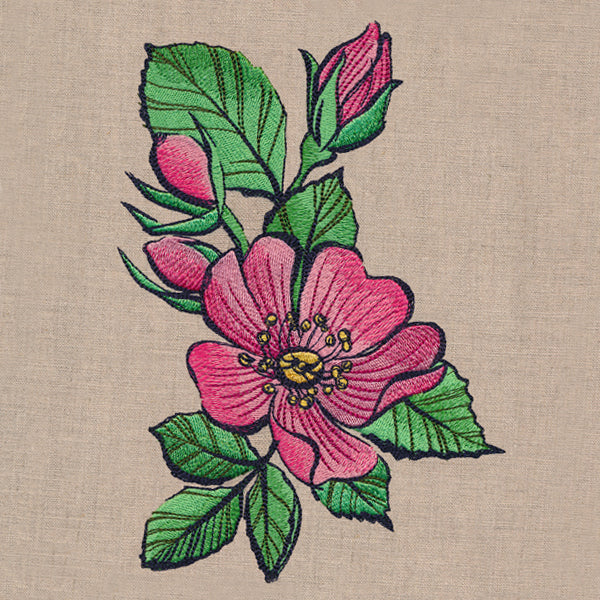 Flowers of the Forest - Wild Rose