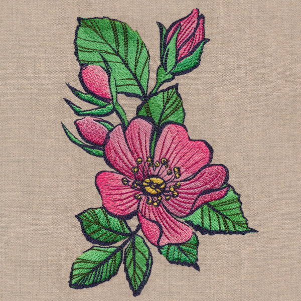 Flowers of the Forest - Wild Rose